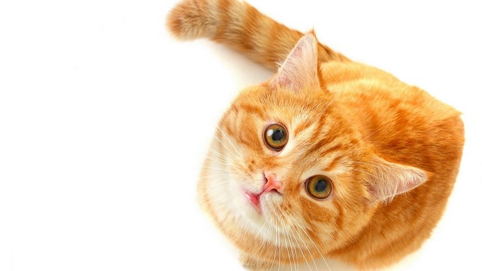 Orange Tabby Cat Looking Up