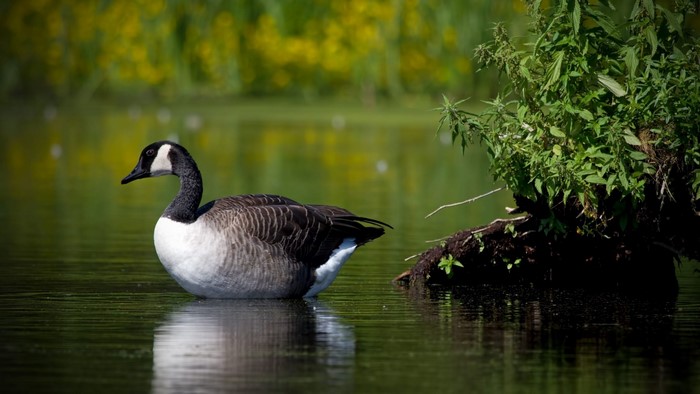 Canadian Goose Swimming in Water