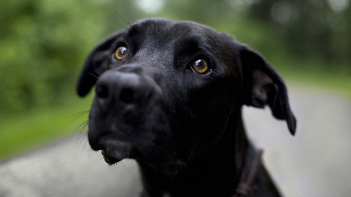 Black Dog Looking Up