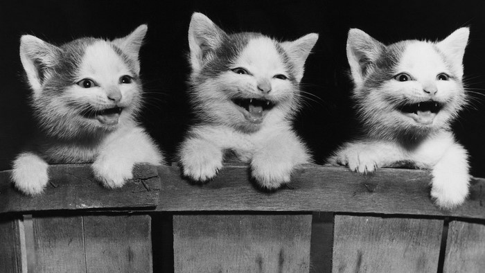 Three Happy Kittens in a Wooden Basket