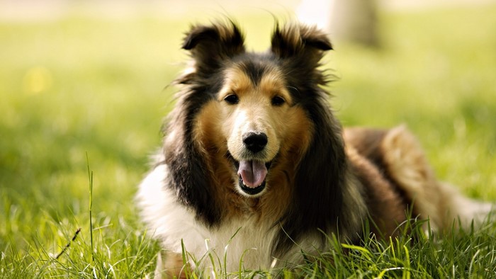 Collie dog lying in green grass