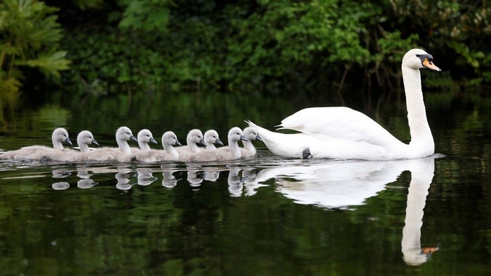 Mother Swan and Cygnets Swimming in Lake