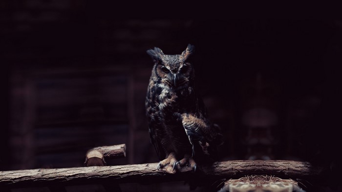Great Horned Owl on a Branch