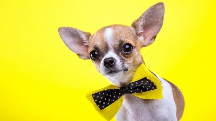 Chihuahua wearing a yellow bow tie