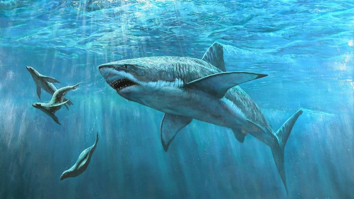 Great White Shark Hunting Seals Underwater Painting
