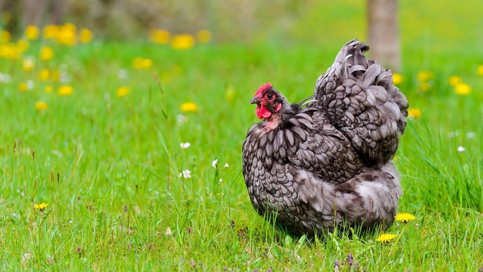 A gray chicken with black and white feathers stands in a grassy field with yellow flowers.