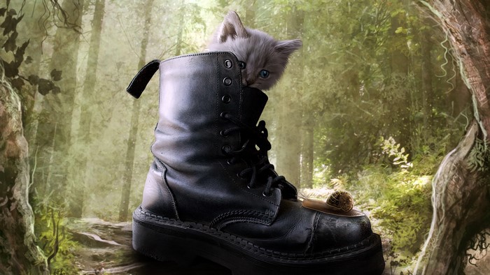 Kitten in a boot in a forest