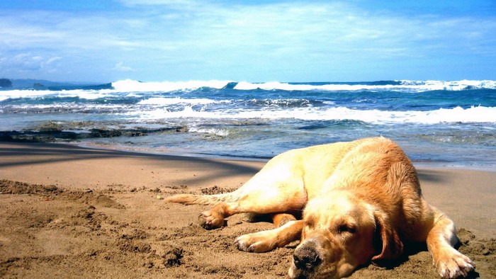 Yellow dog sleeping on a sandy beach by the ocean