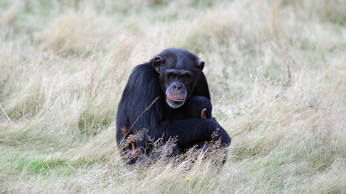 Chimpanzee mother holding her baby