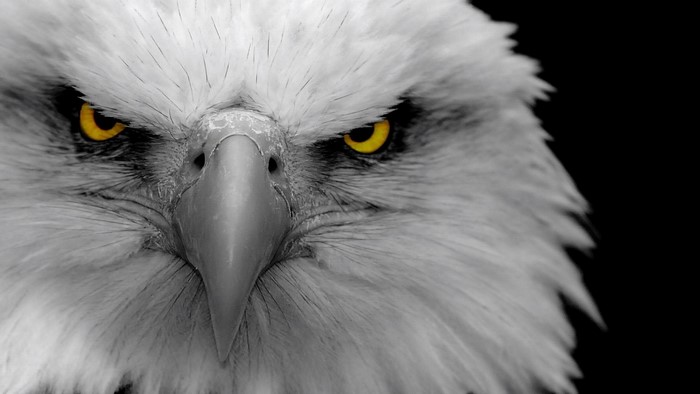 Close-up of a Bald Eagle's face