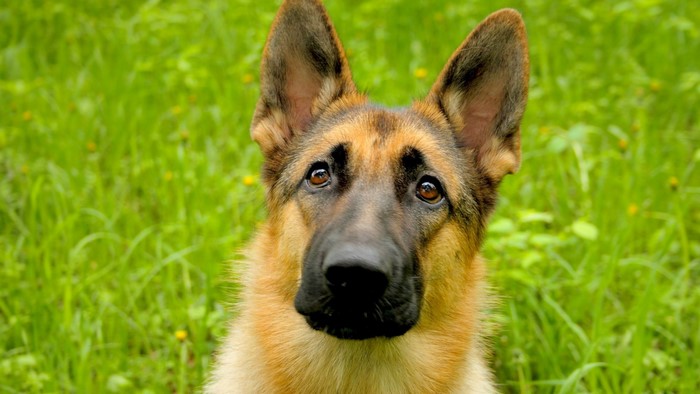German Shepherd Dog Close Up