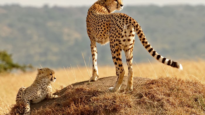 Cheetah and Kit