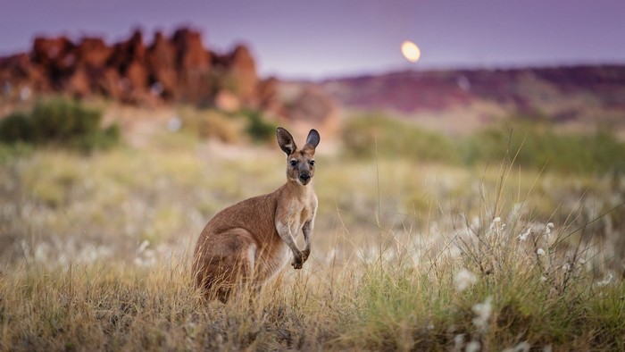 Kangaroo in a field at sunset
