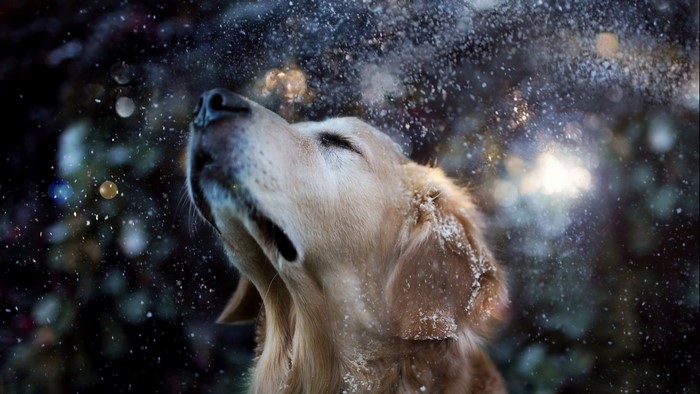 Golden Retriever Dog in Snow