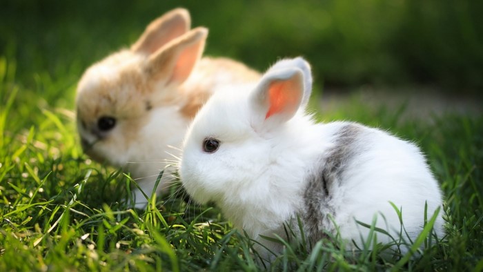 Two baby bunnies in green grass