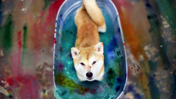Shiba Inu Dog in Colorful Water