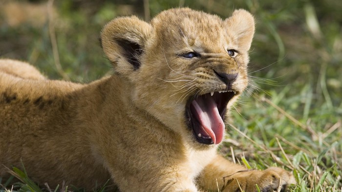 Cute Lion Cub Yawning in Grass