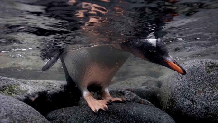 Penguin looks underwater near rocks