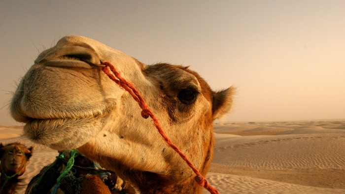 Camel in the desert
