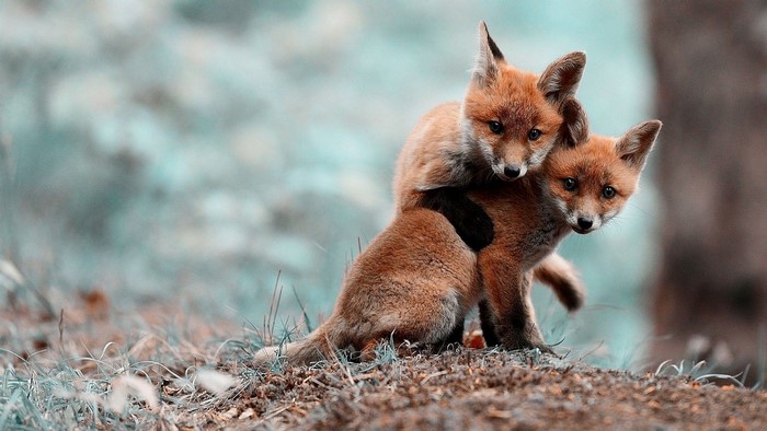 Adorable Fox Kits in Natural Setting