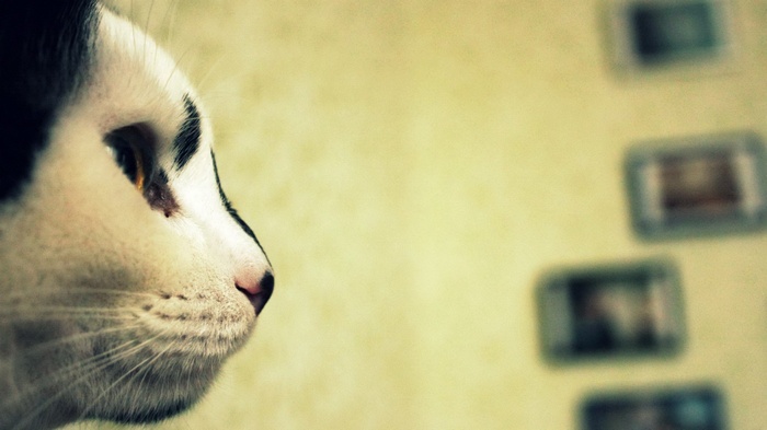 Close-up of a black and white cat's face