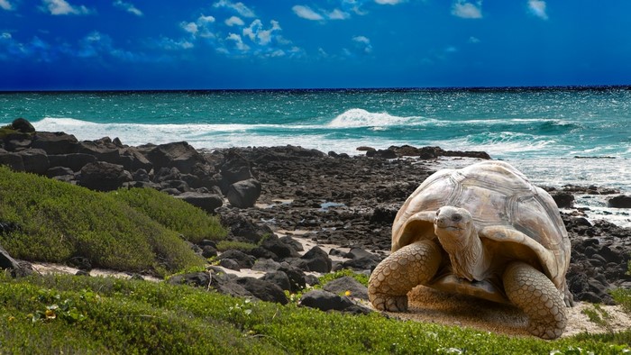 Great Tortoise on a Rocky Beach