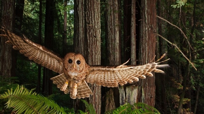 Brown Owl in Flight in Forest