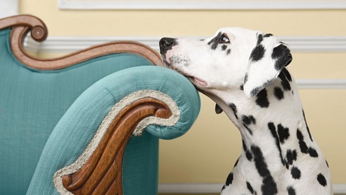Dalmatian dog resting head on a chair