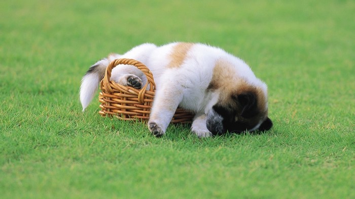 Puppy too big for basket on grass