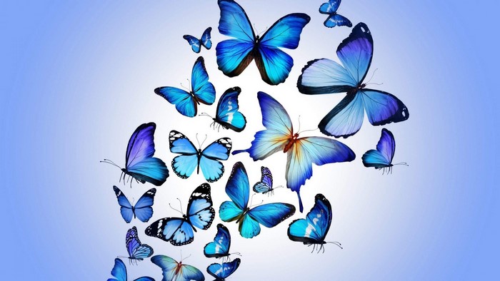 Blue butterflies flying against a light blue background
