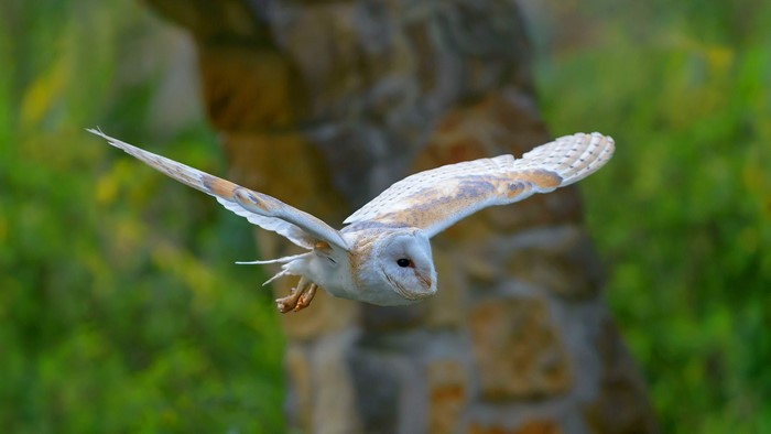 Barn Owl in Flight