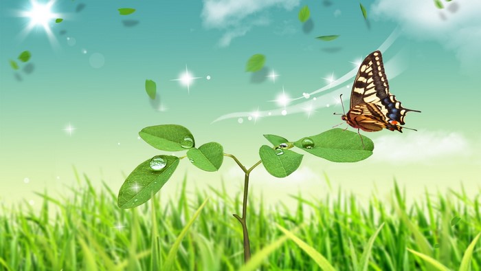 Butterfly on a leaf with water droplets