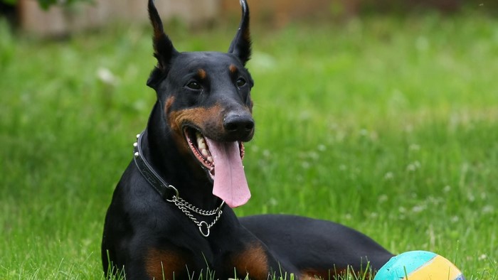 Doberman Pinscher dog lying on grass with a ball