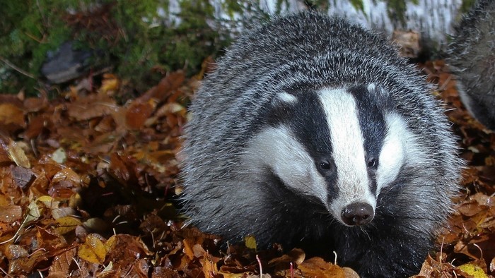 Badger in autumn leaves