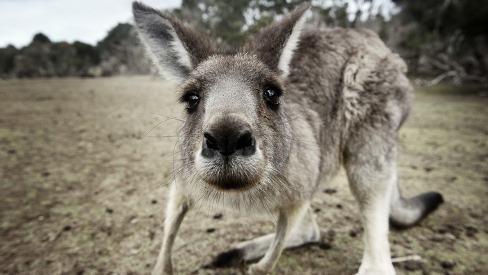 Curious Kangaroo in a Field