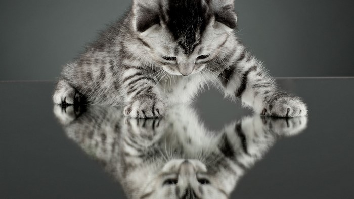 Kitten looking at its reflection on a mirror