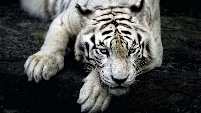 White Tiger Lying Down