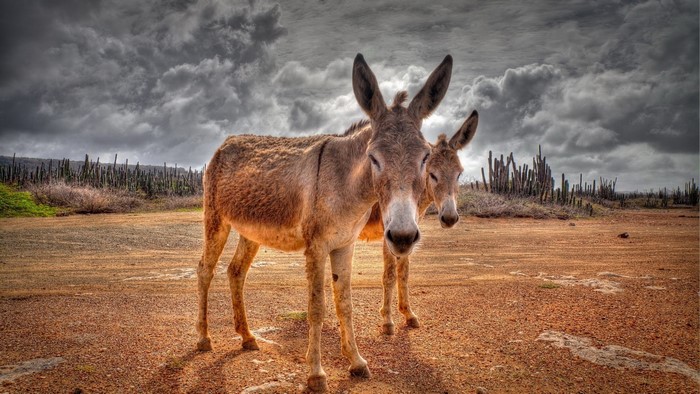 Two donkeys in a dry, arid landscape with cacti