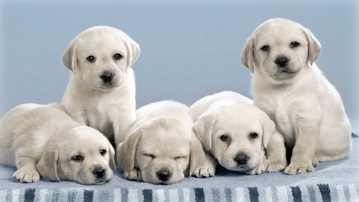 Five Labrador Puppies on a Blue Background