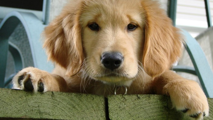 Golden Retriever puppy resting on a wooden fence