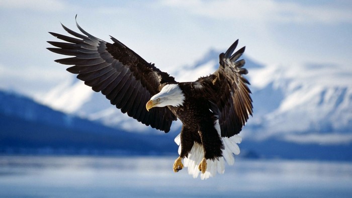 Bald Eagle in flight over mountains