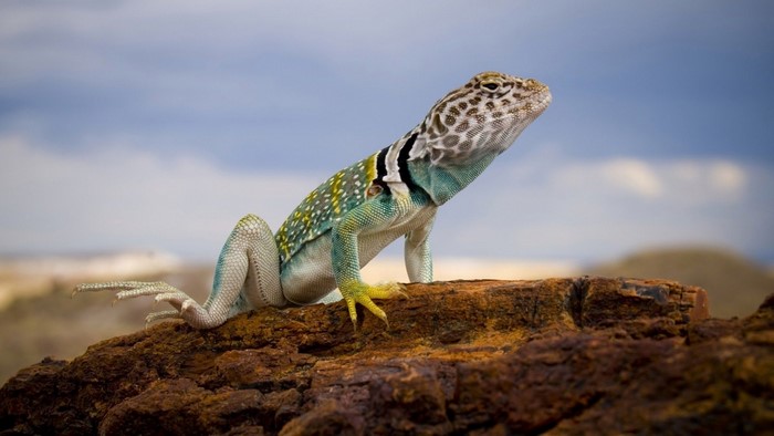 Collared Lizard on a Rock
