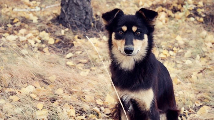 A dog sits in a forest with fallen leaves