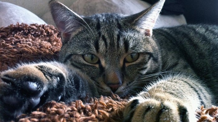Relaxing tabby cat on a brown blanket