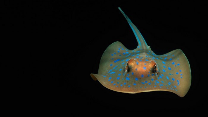 Bluespotted Ray swimming in dark water