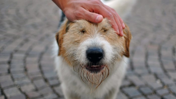 A person petting a dog