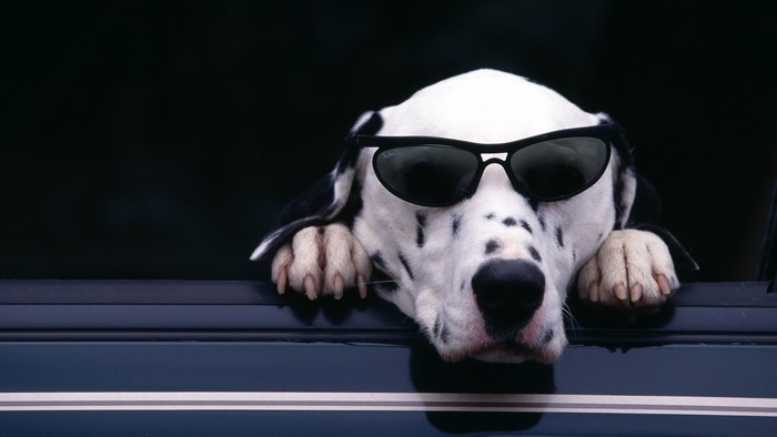 Dalmatian dog wearing sunglasses in a car