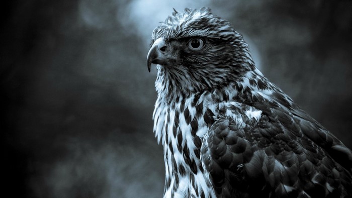 Close-up of a hawk with detailed feathers
