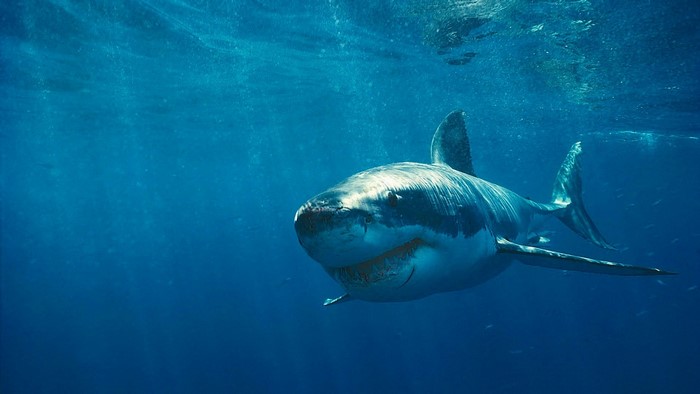 Great White Shark Underwater