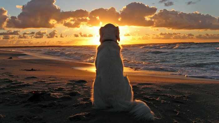 Dog watching sunset on beach